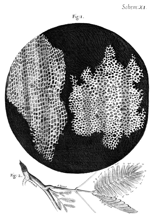 Gravure de Hooke montrant des coupes de liège formées de petites cases